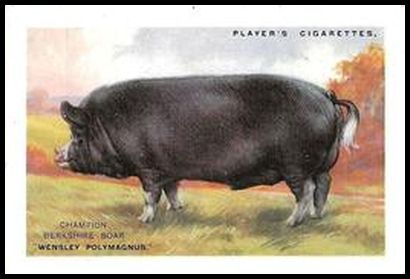 25PBPS 3 Berkshire Pig.jpg